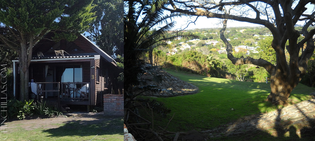 Violet chinchilla Mark Gillingham South Africa